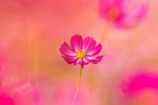 cosmos-flowers-pink-flower-garden-cosmos-spring-blossom-1920x1080-88007B002C30-0933-9DBE-5876-47262D77D74D.jpg