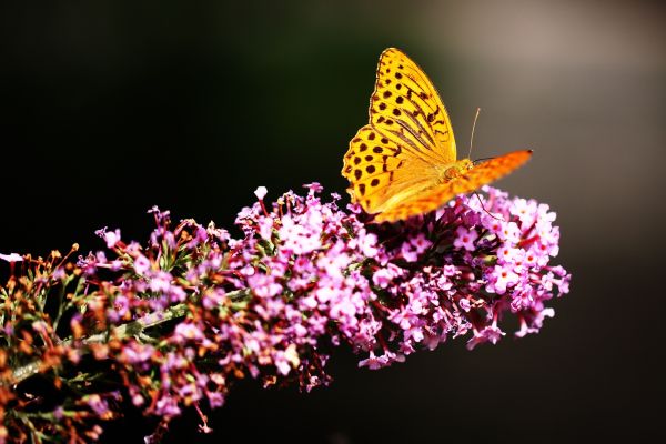 fritillaries-butterfly-yellow-pink-flowers-selective-focus-1920x1080-39231A36AC04-B46A-0F46-E9A2-E718FA9026AA.jpg