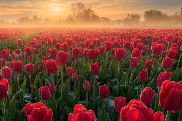 tulip-field-sunrise-1920x1080-23619DBA8A230-178E-52AD-993E-AE66137B79AA.jpg