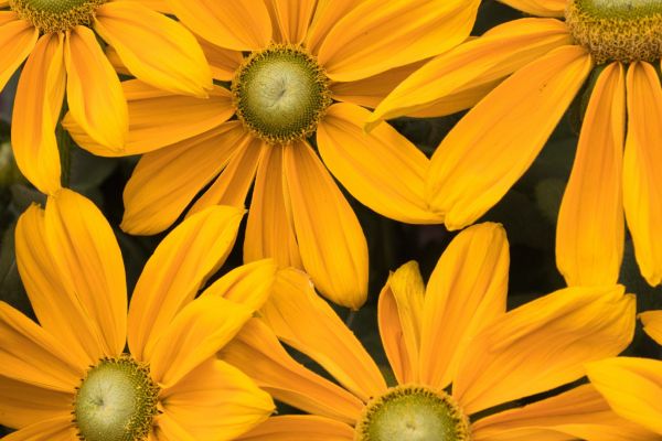 yellow-flowers-1920x1080-17498FA52B20E-64BF-DBF5-C0F7-E1CA5BCF0B42.jpg